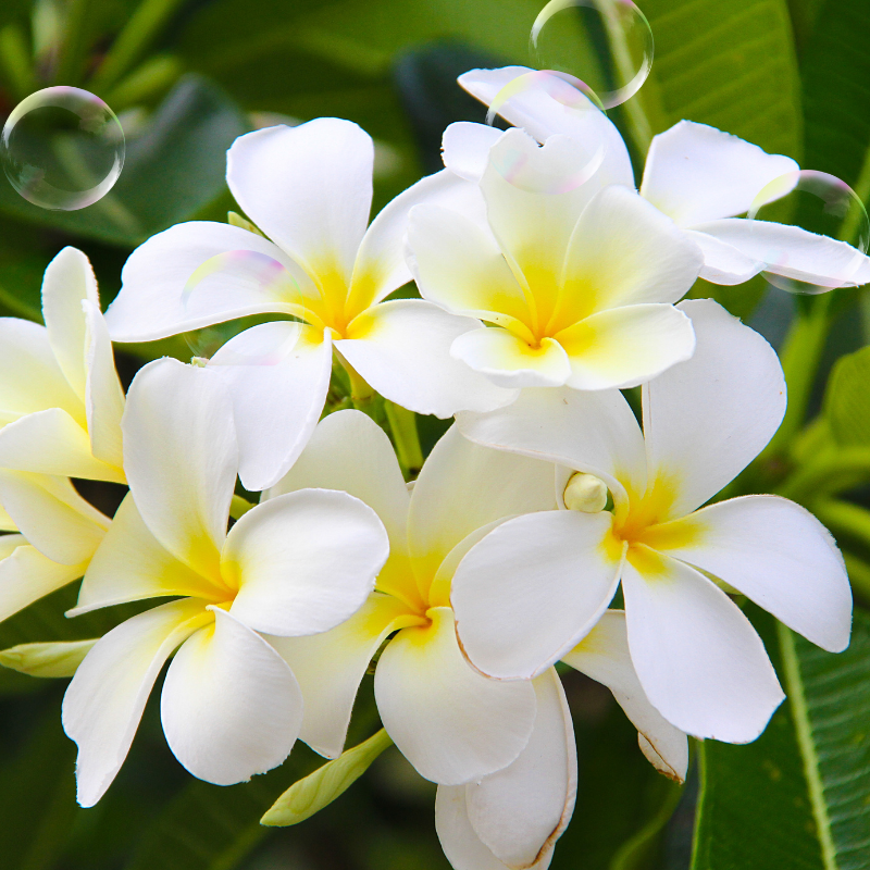 Savon parfumé à la fleur de Tiaré