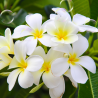 Savon parfumé à la fleur de Tiaré