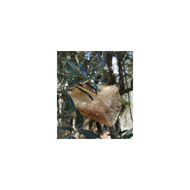 Luffa souple avec corde - La Bulle Naturelle